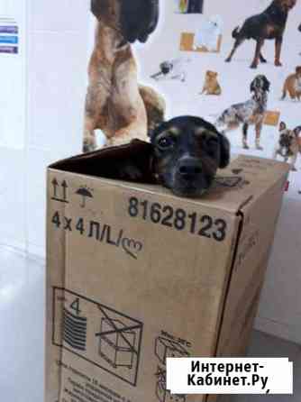 Бим ждет хозяина Краснодар