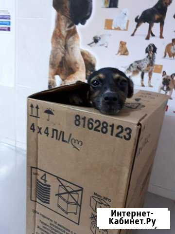 Бим ждет хозяина Краснодар - изображение 1