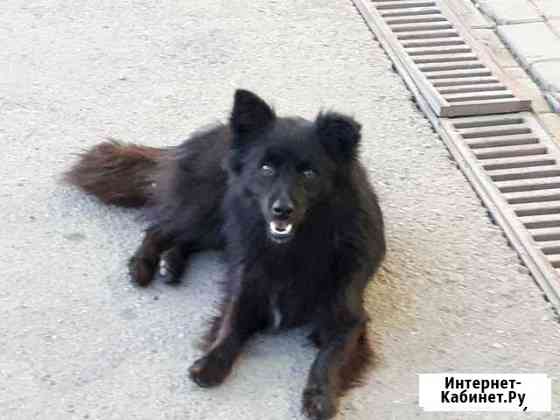 Нас много и мы хотим быть домашними Краснодар