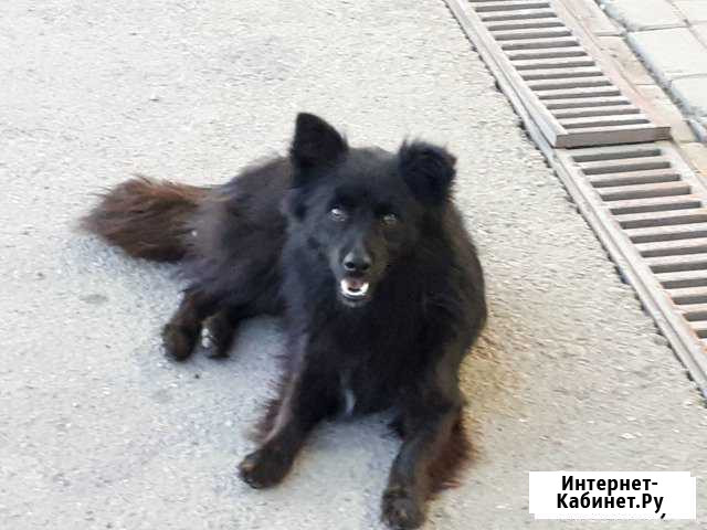 Нас много и мы хотим быть домашними Краснодар - изображение 1