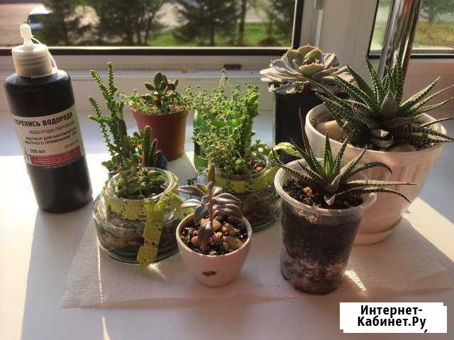 Суккуленты Златоуст - изображение 1
