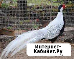 Фазан серебряный Курск - изображение 1
