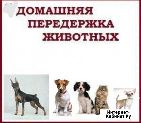 Передержка животных Благовещенск - изображение 1