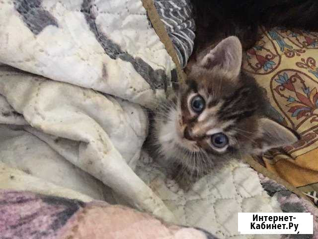 Котята Алейск - изображение 1