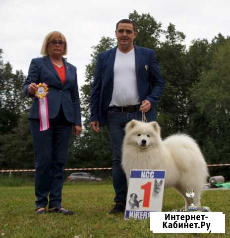 Вязка. Самоед Ижевск - изображение 1