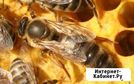 Пчеломатка Пермь - изображение 1