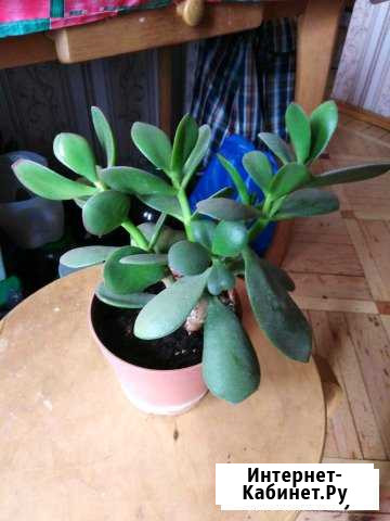 Денежные деревья Ростов-на-Дону - изображение 1