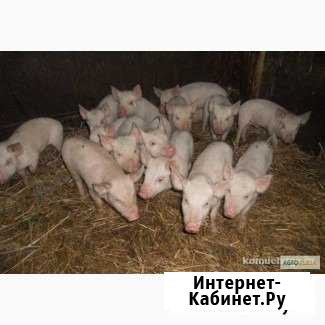 Поросята Сергиев Посад - изображение 1