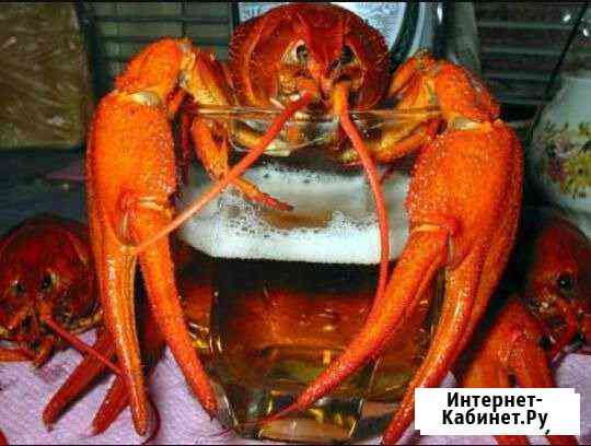 Раки живые и вареные. Доставка Красноярск