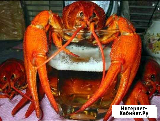 Раки живые и вареные. Доставка Красноярск - изображение 1