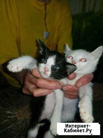 Котики Сургут - изображение 1