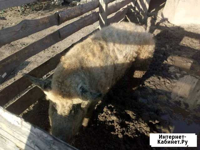 Мангалица Владимир - изображение 1