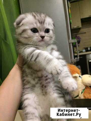 Вислоушки Котлас - изображение 1