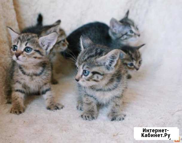 Котята Рубцовск - изображение 1
