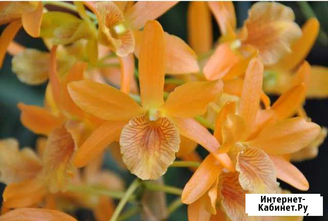 Орхидеи дендробиум, фаленопсисы Краснодар - изображение 1