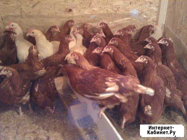 Продам кур несушек и индюков Большие Колпаны - изображение 1