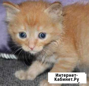 Котенок Тишка Изобильный - изображение 1
