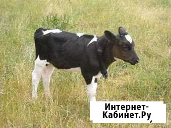 Продам телочку 3 месяца Панкрушиха - изображение 1