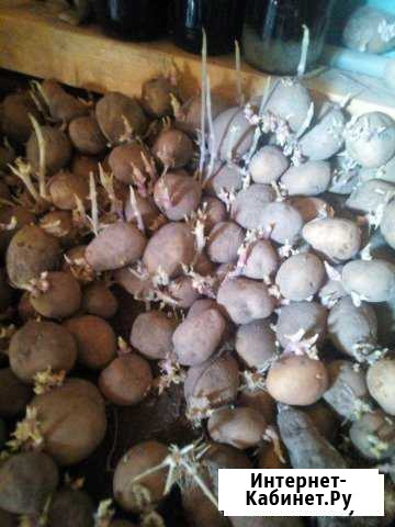 Продам картофель Рязань - изображение 1