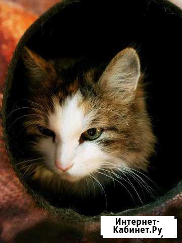 Кошка Нижневартовск - изображение 1
