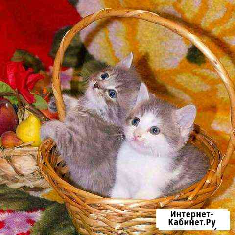 Котята Оренбург