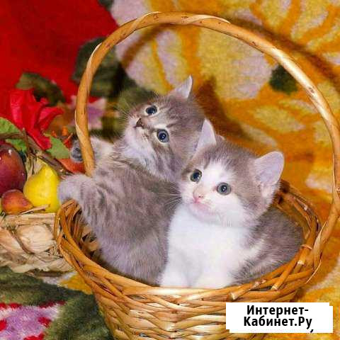 Котята Оренбург - изображение 1