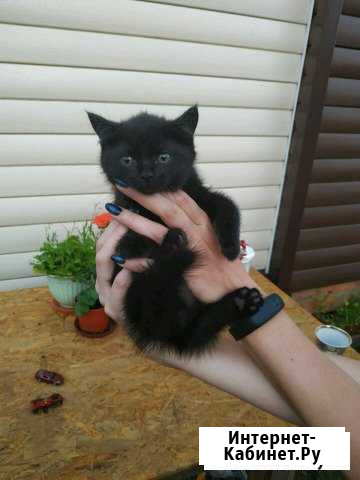 Котенок Воскресенск - изображение 1