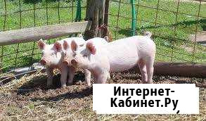 Поросята Мытищи - изображение 1