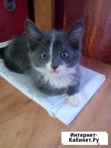 Котятки ищут любящих хозяев) Железногорск - изображение 1