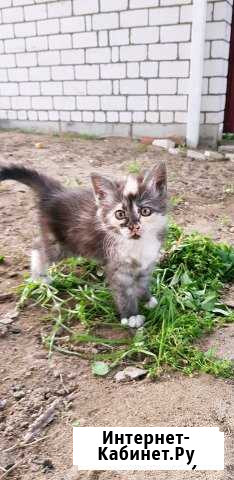 Котята Кропоткин - изображение 1