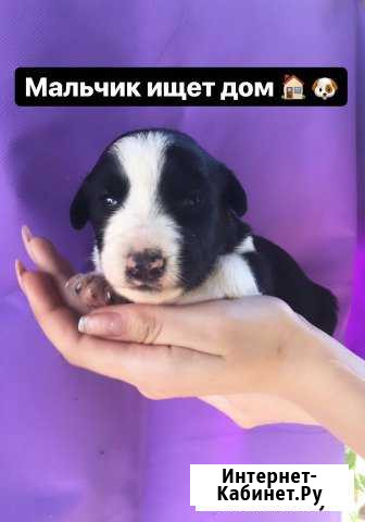 Щенок Минеральные Воды - изображение 1