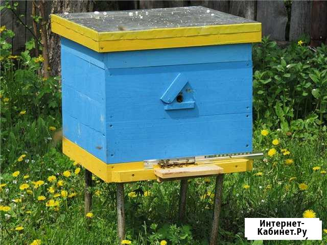 Продам пчелосемьи Старый Оскол - изображение 1