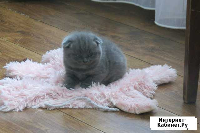 Котята Юрюзань - изображение 1