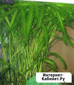Аквариумное растение криптокорина Железнодорожный - изображение 1