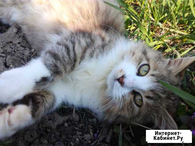 Отдам котика Белореченск - изображение 1