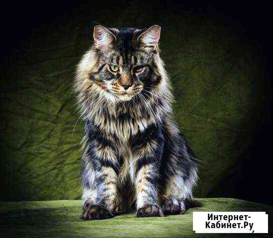 Вязка с мейн-куном Санкт-Петербург