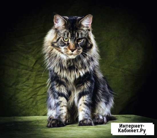 Вязка с мейн-куном Санкт-Петербург - изображение 1