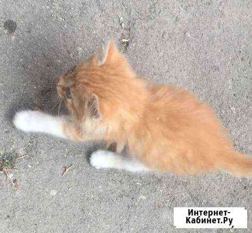 Котята в добрые руки Симферополь