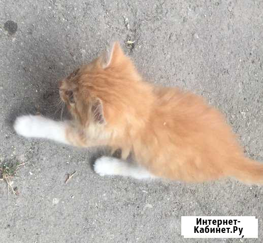 Котята в добрые руки Симферополь - изображение 1