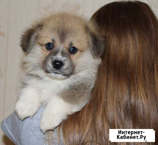 Маленькие коржики ждут мам и пап Витязево - изображение 1