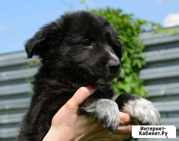 Щенок в добрые руки (мальчик) Электросталь - изображение 1
