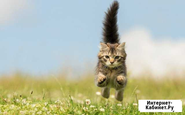 Котята, полосатые ребята Ивантеевка - изображение 1