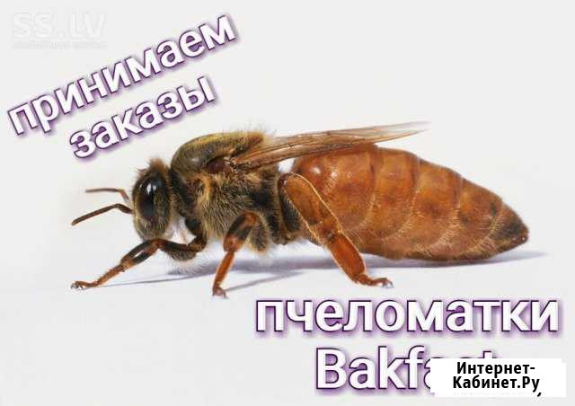 Пчеломатки Бакфаст Ф1 от элгон El8GRA,V77FL(VSH) Старый Оскол - изображение 1