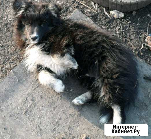 Щенки Ливны - изображение 1