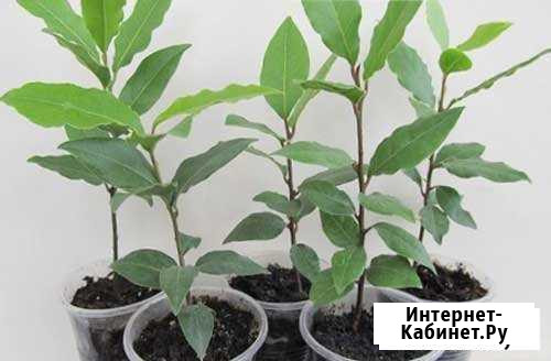 Продам лаврушку Ялта - изображение 1
