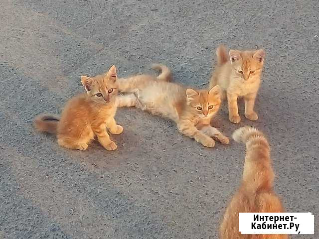 Рыжики в добрые руки Клинцы - изображение 1