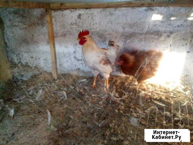Петухи Ломан Браун Гуково - изображение 1