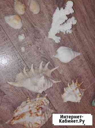 Ракушки и кораллы натуральные Краснодар