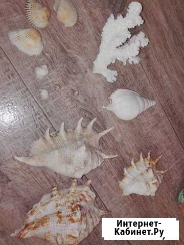 Ракушки и кораллы натуральные Краснодар - изображение 1