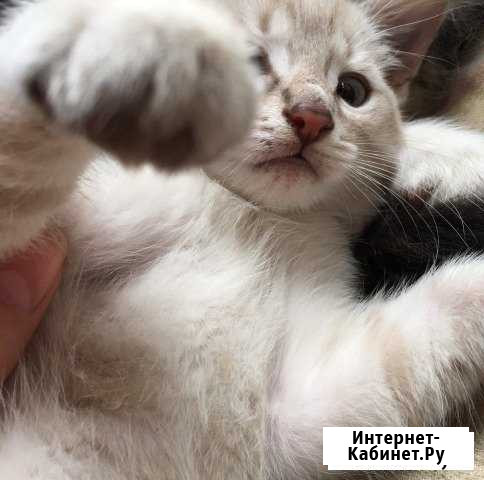 Котята Белореченск - изображение 1